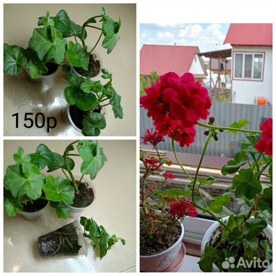 Пеларгония герань сортовая