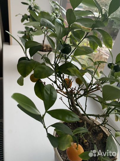 Мандариновые деревья