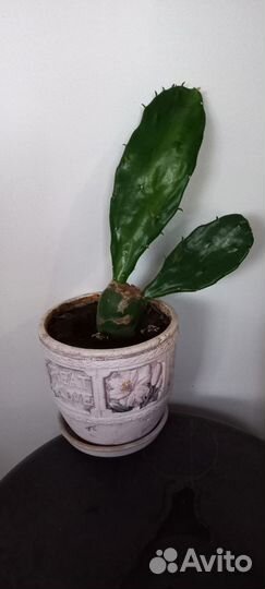 Кактус цветущий