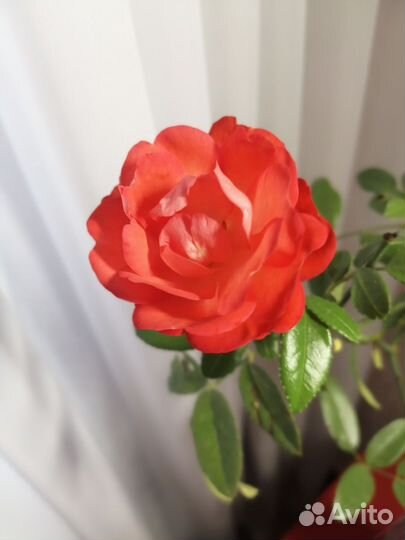 Комнатные растения цветы