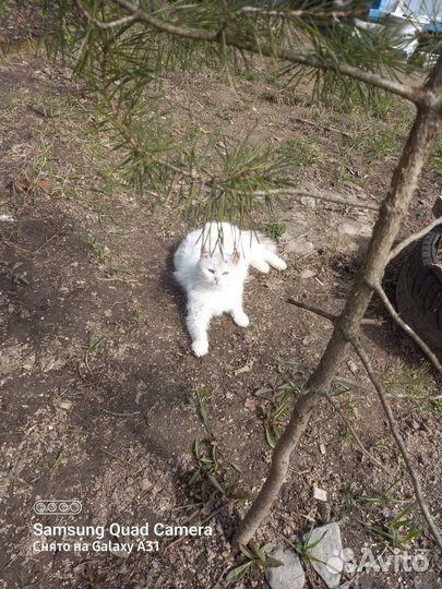 Котята в добрые ответственные руки