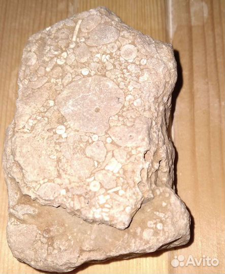 Окаменелости Мезозойской эры