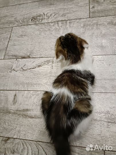 Отдам котенка в добрые руки