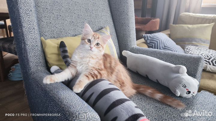 Сибирские котята