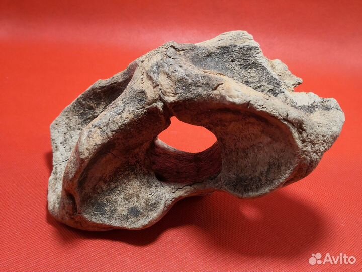 Позвонок плейстоценового животного