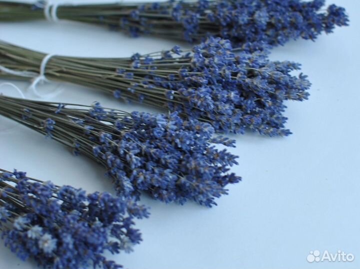 Лаванда сухоцвет