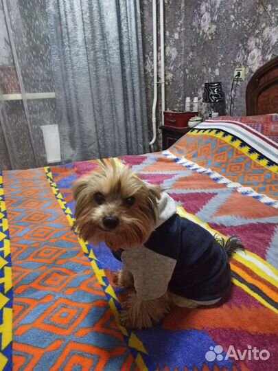 Йоркширский терьер девочка
