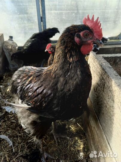 Куры петухи