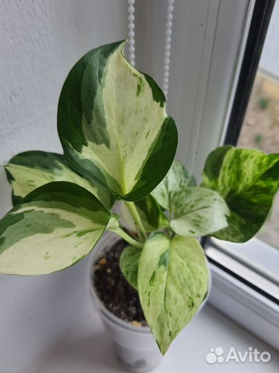 Сортовые Эпипремнумы