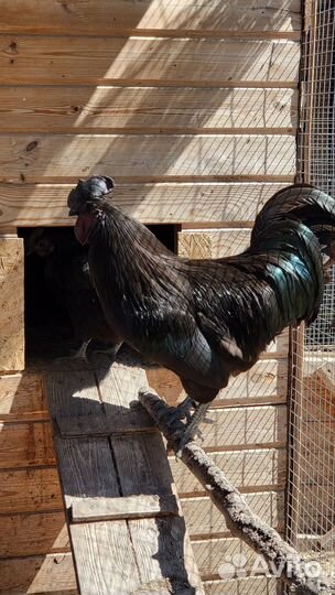 Инкубационное яйцо ухейилюй