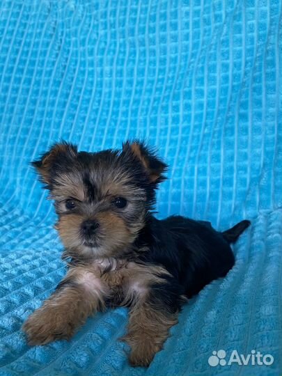 Йоркширский терьер щенки