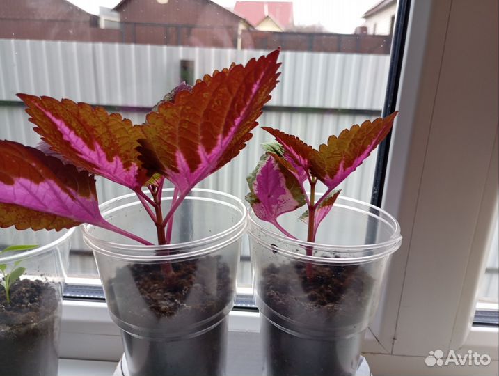 Цветок Колиус