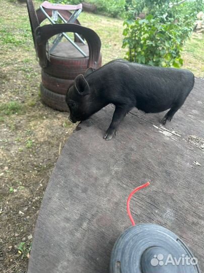 Микро pig
