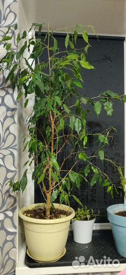 Фикус бенджамина большой