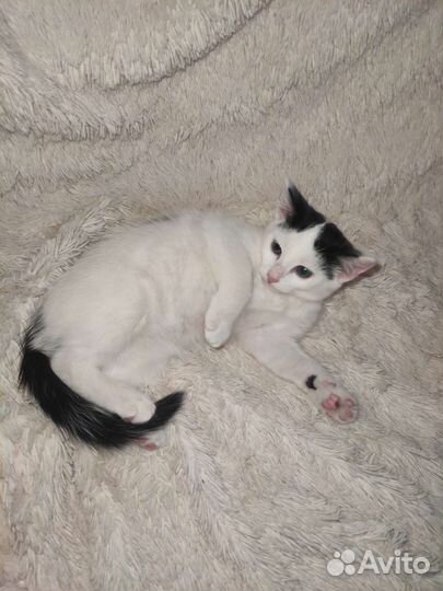 Котята в добрые руки бесплатно