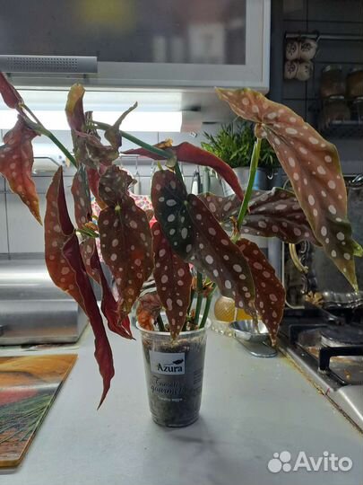 Бегония макулата