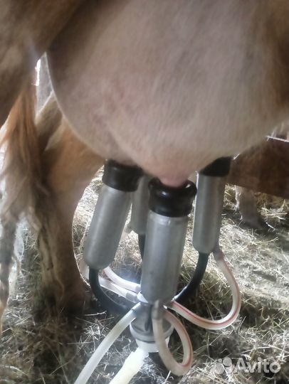 Корова стельная дойная