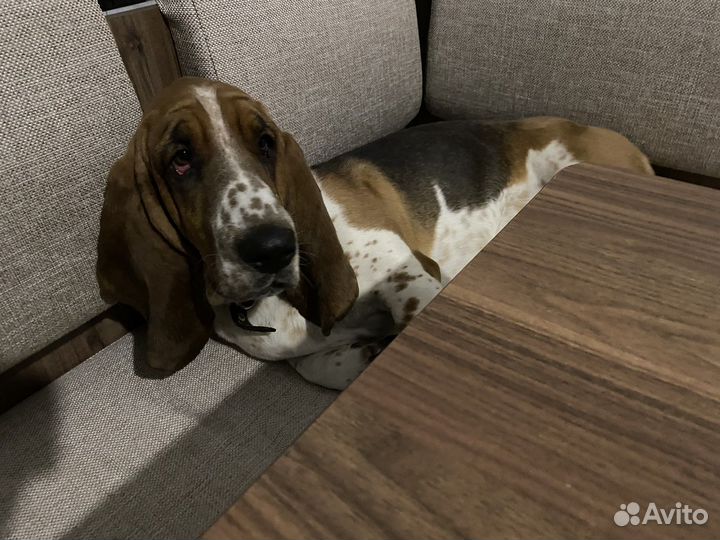 Бассет- хаунд вязка мальчик