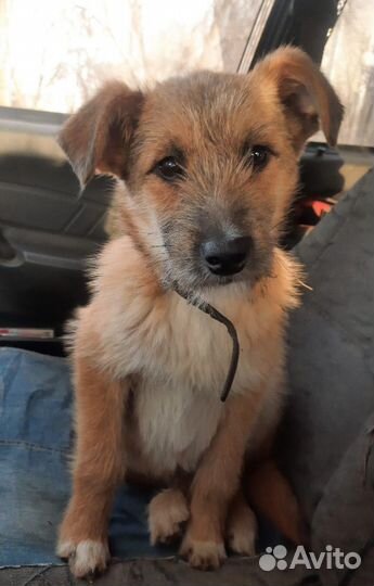 Скромный Бублик ищет дом и хозяина