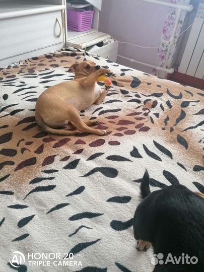 Щенки чихуахуа