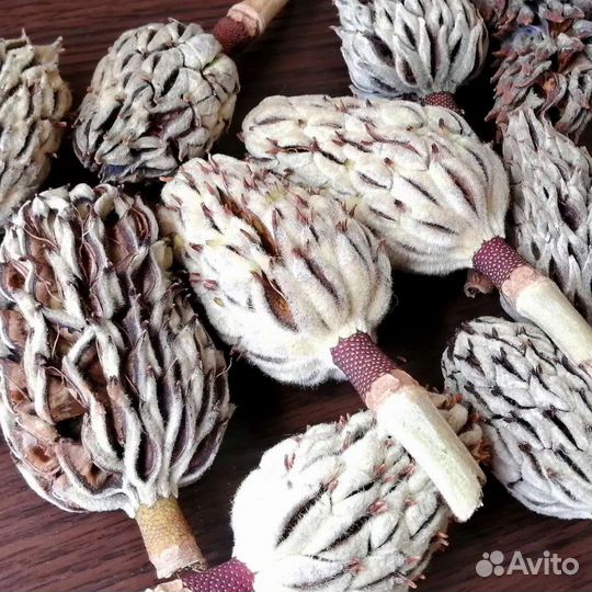 Шишки магнолии