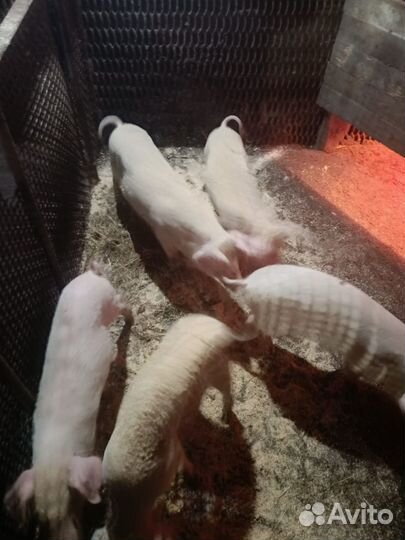 Поросята ландрас