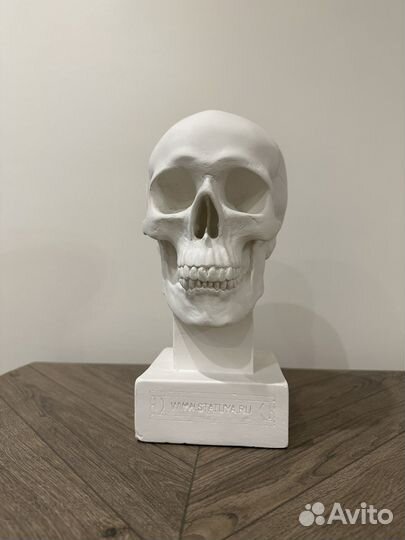 Череп гипс
