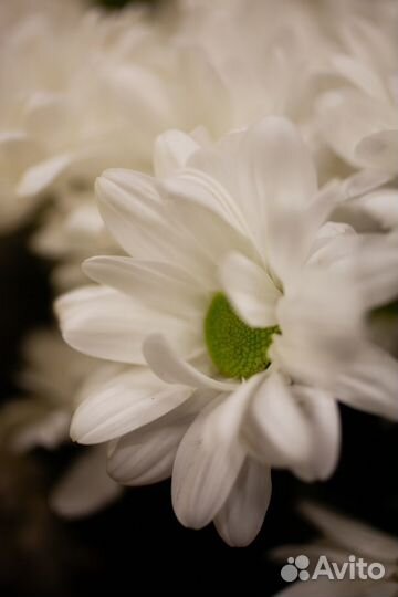 Хризантема, хризантема кустовая, букет