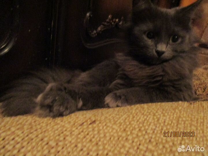 Подарю кошечку