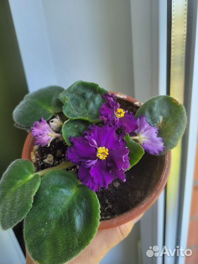 Фиалки, Глоксиния