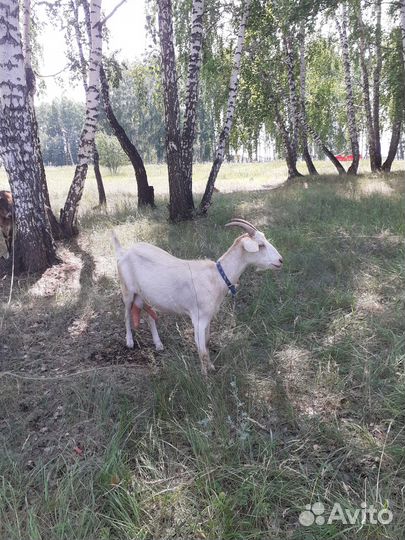 Козы дойные молочные