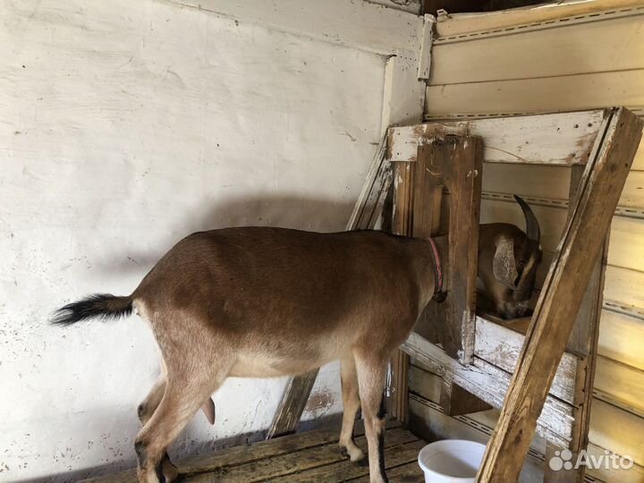 Дойные нубийские козы