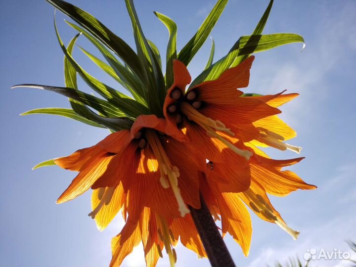 Хризантема,ирис,птицемлечник,примула