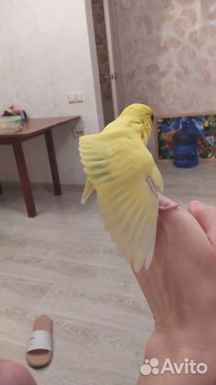 Птенцы волнистого попугая