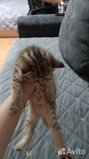 Помись британки и золотой шиншилла