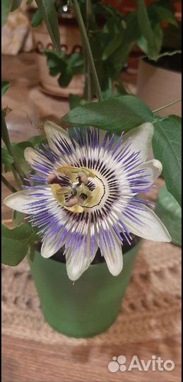 Пассифлора