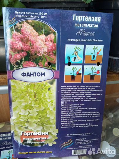 Гортензия метельчатая Фантом, Сильвер доллар