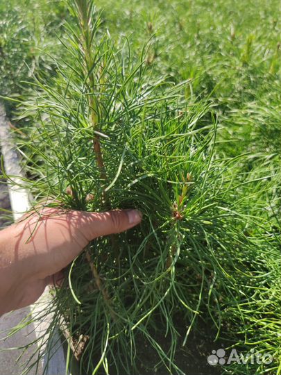 Саженцы сосны зкс