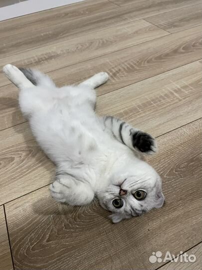 Вязка для кошки