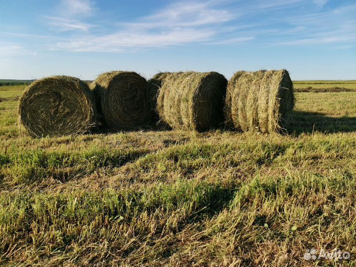 Продам сено