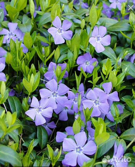 Барвинок (делянка несколько шт)