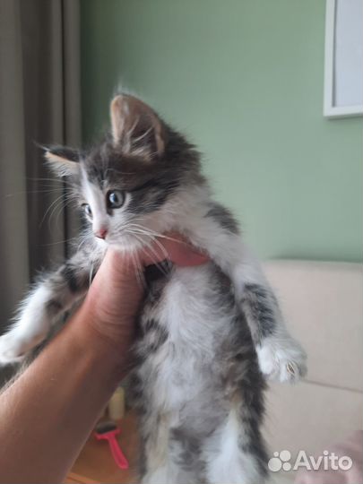 Отдам бесплатно