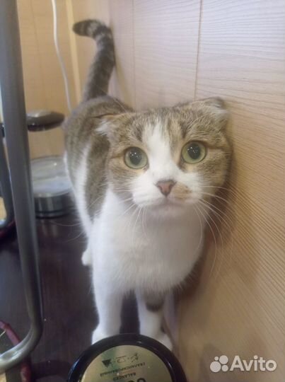Шотландская вислоухая кошка