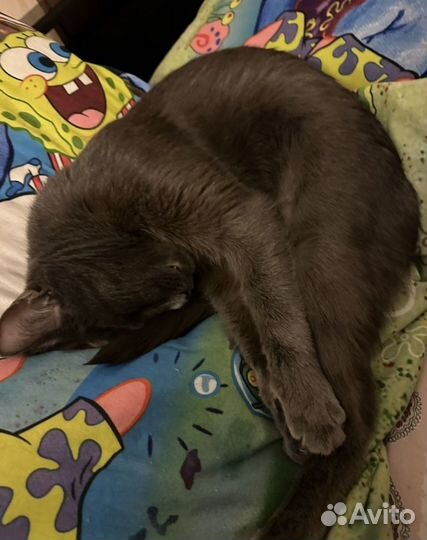 Передержка животных