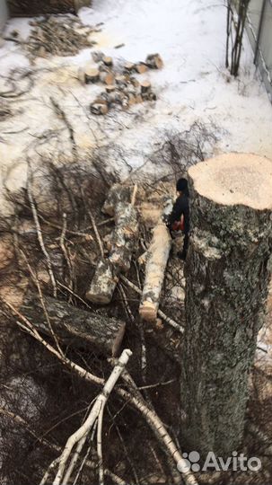 Спил деревьев