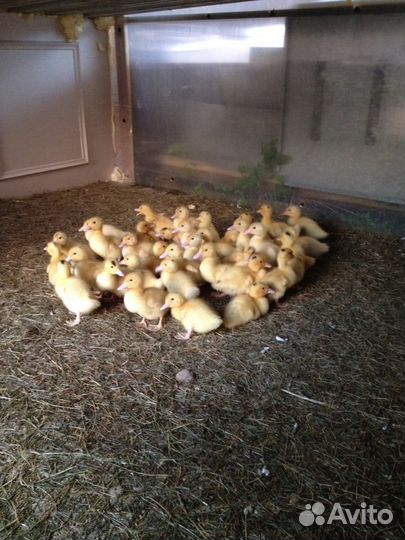 Утки - Индоутки