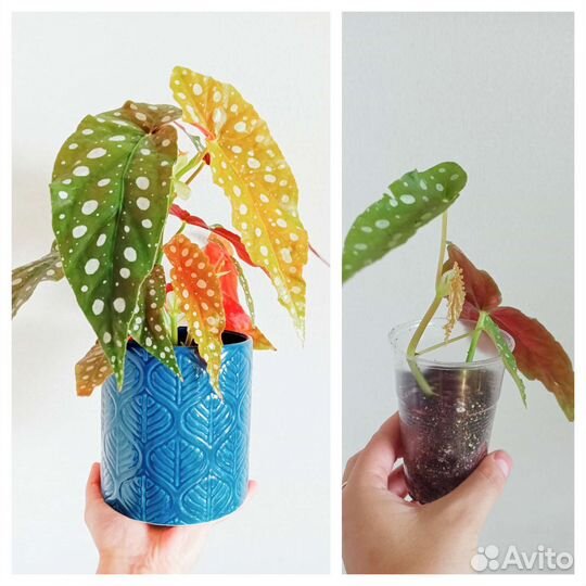 Растения разнообразные