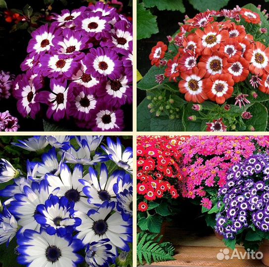 Рассада цинерарии гибридной