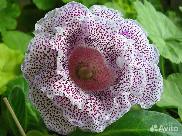 Цветущие,клубни,листья,детки глоксиний,доставка