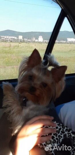 Молодой красавчик ищет девочку для вязки